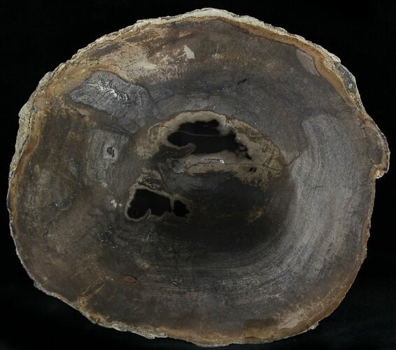 Petrified Wood Slab - Sweethome, Oregon #25869